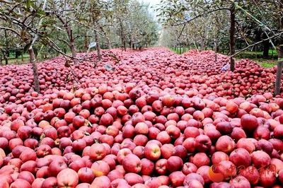 蘭州供銷系統(tǒng)首個農產品展示中心正式運營，推動‘甘味’市場新發(fā)展